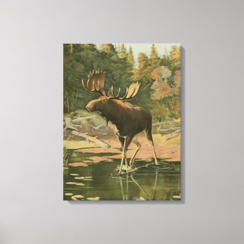 Moose Walking in Water Canvas Print