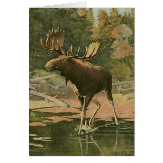 Moose Walking in Water Cards (Front)