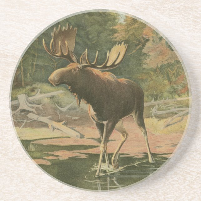 Moose Walking in Water Drink Coaster (Front)