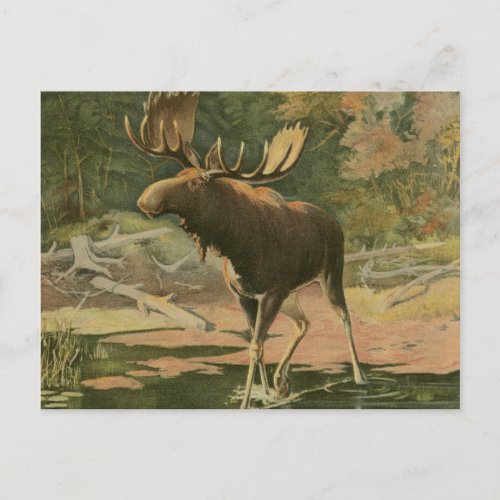 Moose Walking in Water Postcard