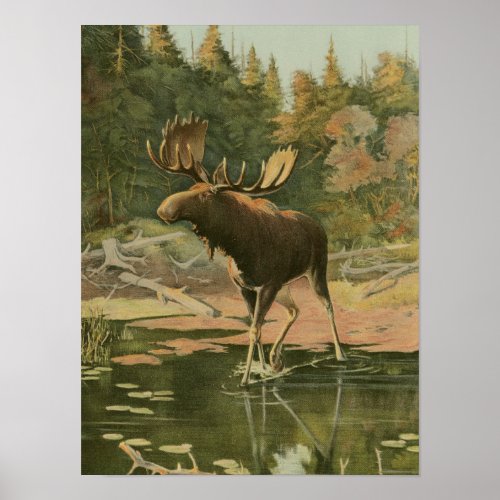 Moose Walking in Water Poster