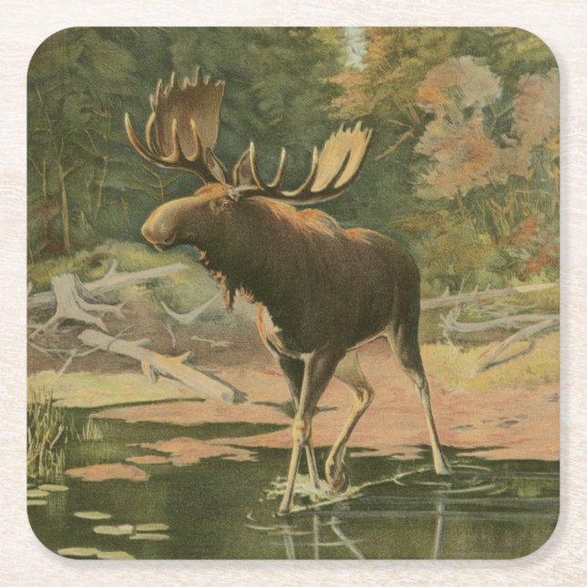 Moose Walking in Water Square Paper Coaster (Front)