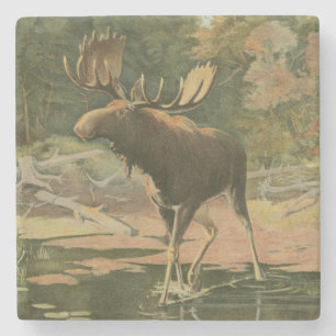 Moose Walking in Water Stone Coaster