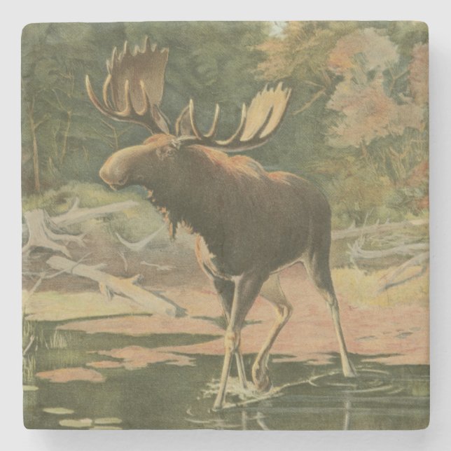 Moose Walking in Water Stone Coaster (Front)