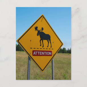 Moose Warning Sign Postcard