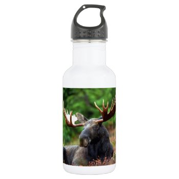 Moose Water Bottle by Argos_Photography at Zazzle
