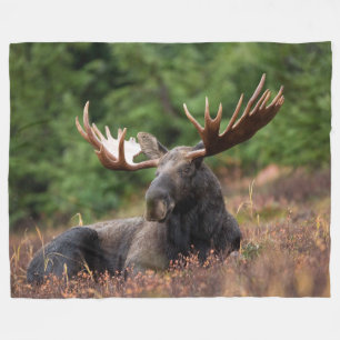 Moose, Wild Animal, Photo, Custom Fleece Blanket