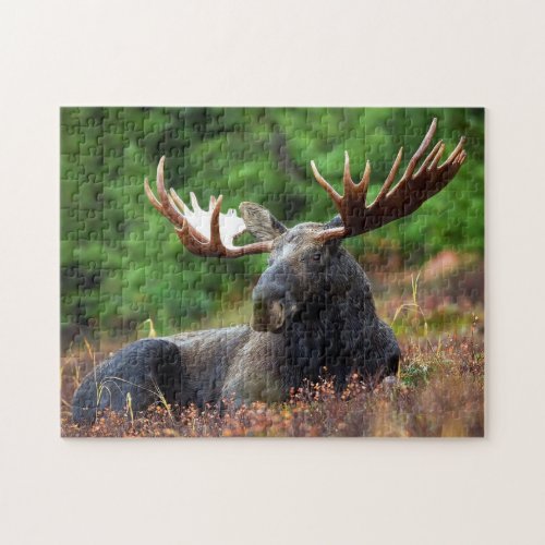 Moose Wildlife Photo Puzzle
