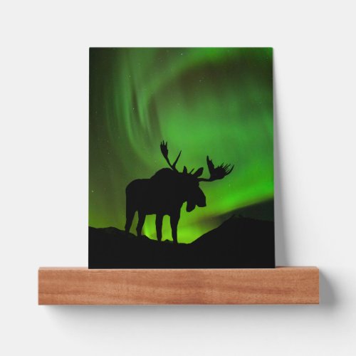 Moose with Green Aurora Borealis Alaska Picture Ledge