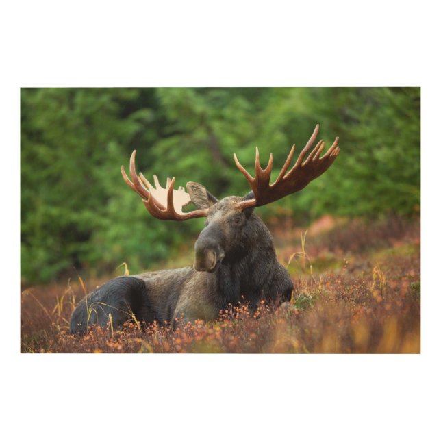 Moose Wood Wall Art (Front)