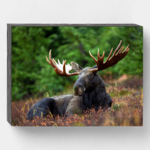 Moose Wooden Box Sign