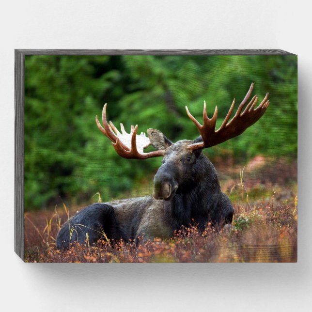 Moose Wooden Box Sign (Front Horizontal)