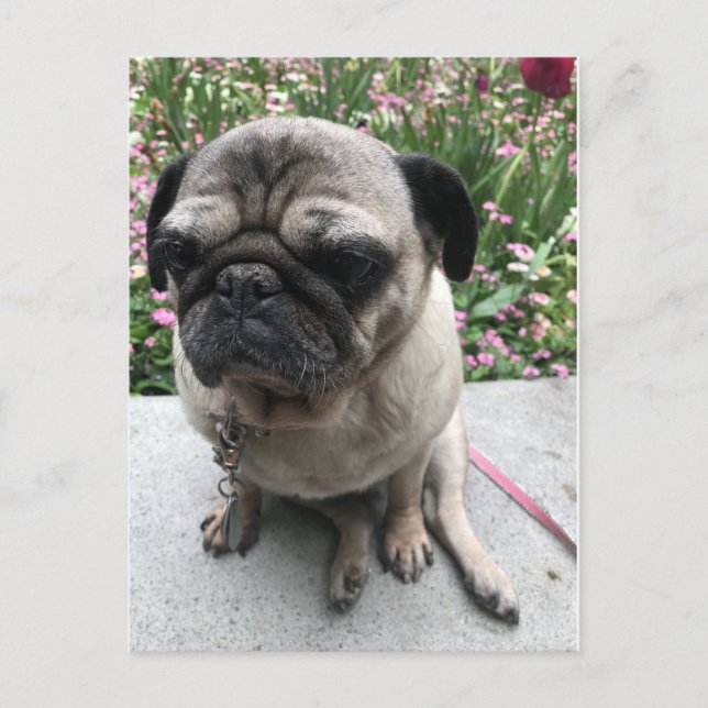 Mops im Garten Postcard (Front)