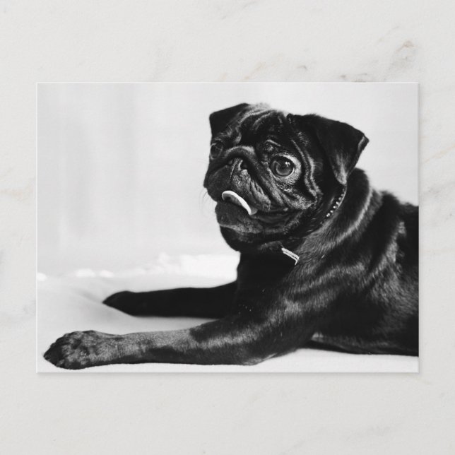 Mops Postcard (Front)