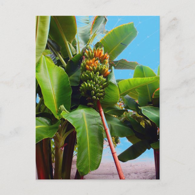 More Bananas Postcard (Front)