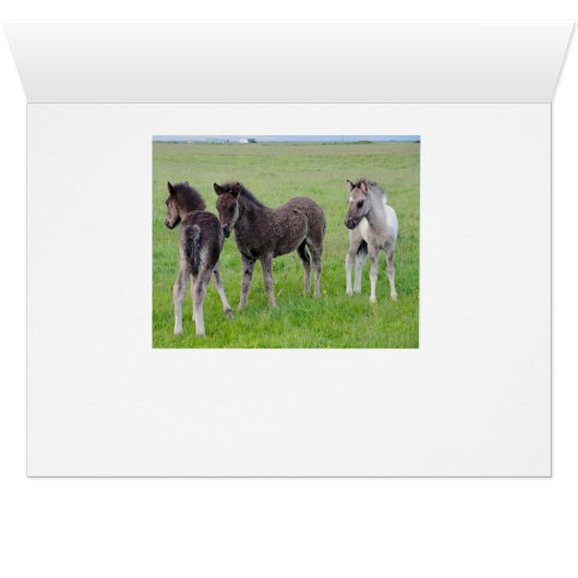 More Horses Galore (Horizontal) Cards (Inside Horizontal (Bottom))