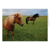 More Horses Galore (Horizontal) Cards (Front Horizontal)