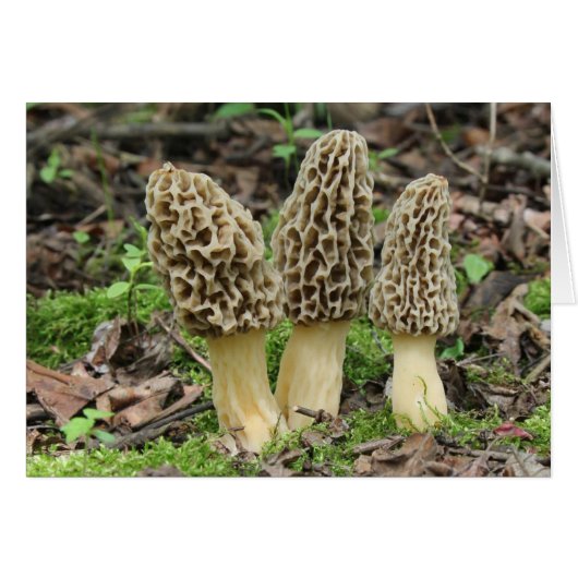 More Morels Cards (Front Horizontal)