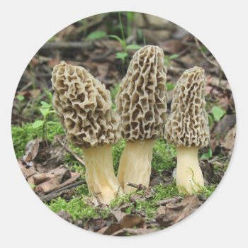 More Morels Classic Round Sticker by freya18801 at Zazzle