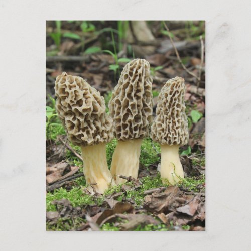 More Morels Postcard