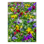 More Pansies (Front)