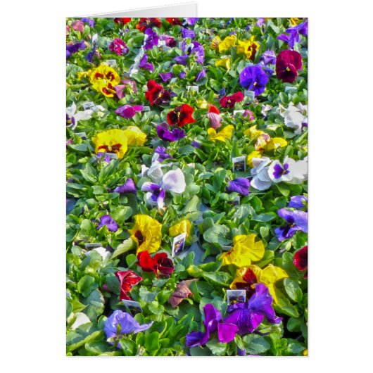 More Pansies Cards (Front)