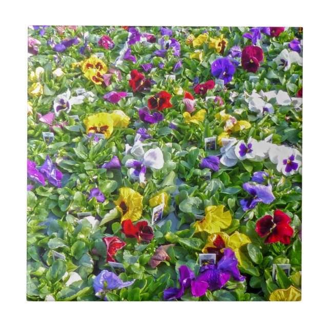 More Pansies Ceramic Tile (Front)