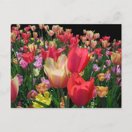 More Tulips Postcard