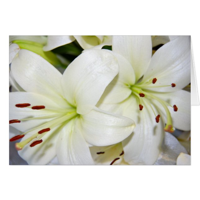 More White Lilies Cards (Front Horizontal)
