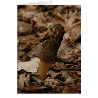 Morel Cards