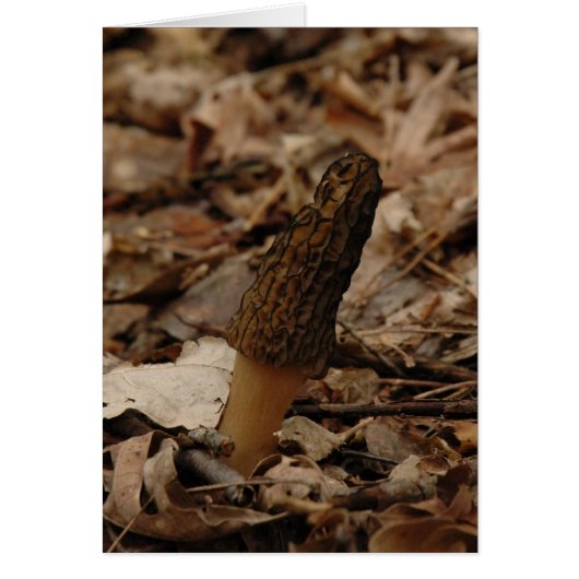 Morel Cards (Front)