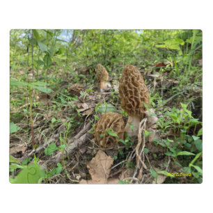 Morel Mushroom Acrylic Puzzle, Puzzle