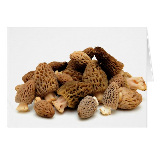 Morel Mushroom Cards (Front Horizontal)