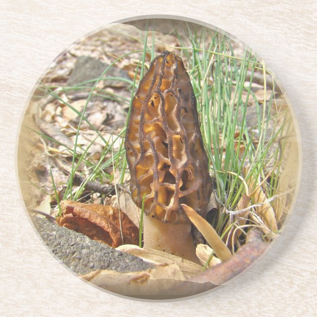Morel Mushroom Drink Coaster (Front)