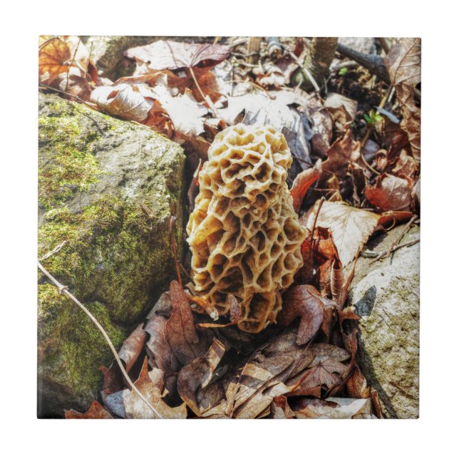 Morel Mushroom in the Wild Ceramic Tile (Front)