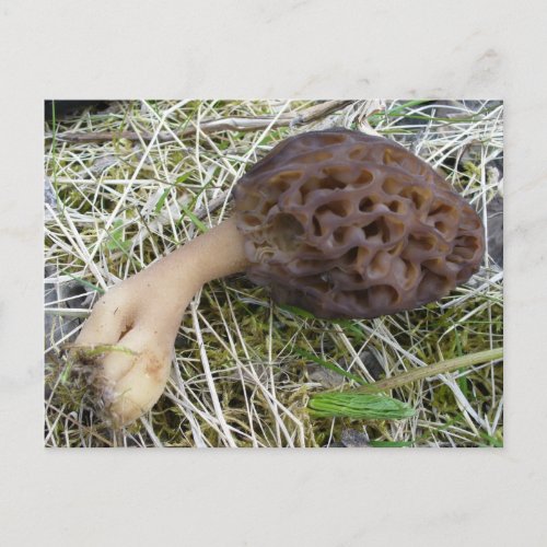 Morel Mushroom on Unalaska Island Postcard