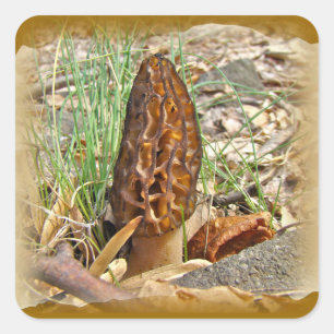 Morel Mushroom Square Sticker