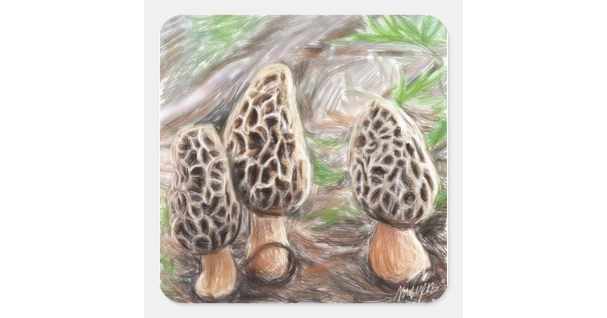 Morel Mushroom Stickers Zazzle