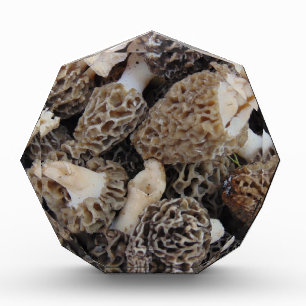 Morel Mushrooms Award