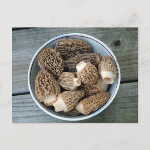 Morel Mushrooms Birthday Postcard