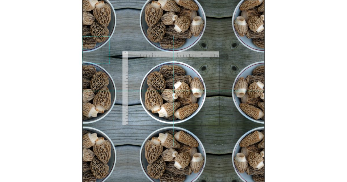 Morel Mushrooms Fabric Zazzle