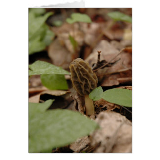 Morel Time Cards