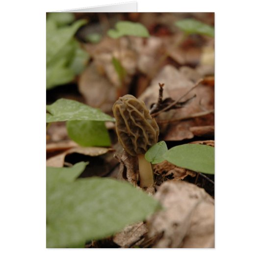 Morel Time Cards (Front)
