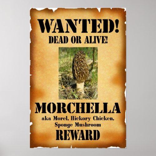 Morel _ Wanted Dead or Alive Poster