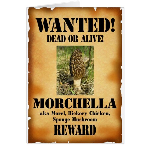 Morel _ Wanted Poster