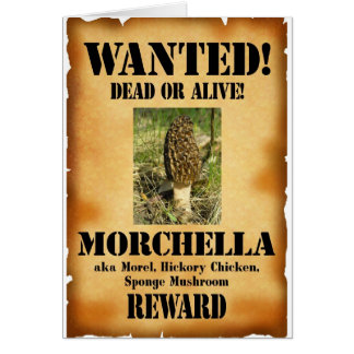 Morel - Wanted Poster Cards