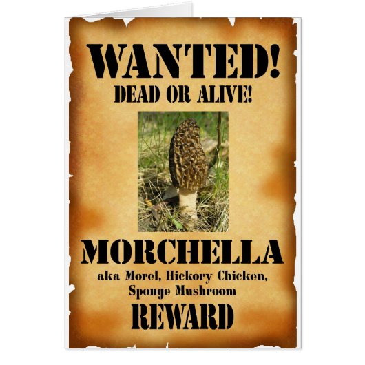 Morel - Wanted Poster Cards (Front)