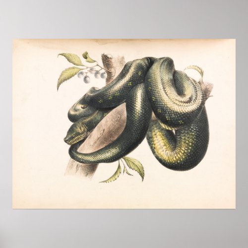 Morelia Spilotes Animal Reptile Snake Poster