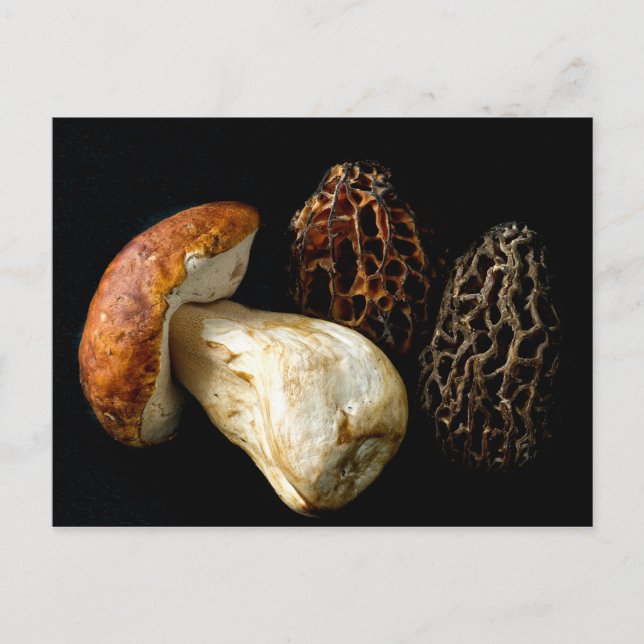 Morels and King Bolete Postcard (Front)