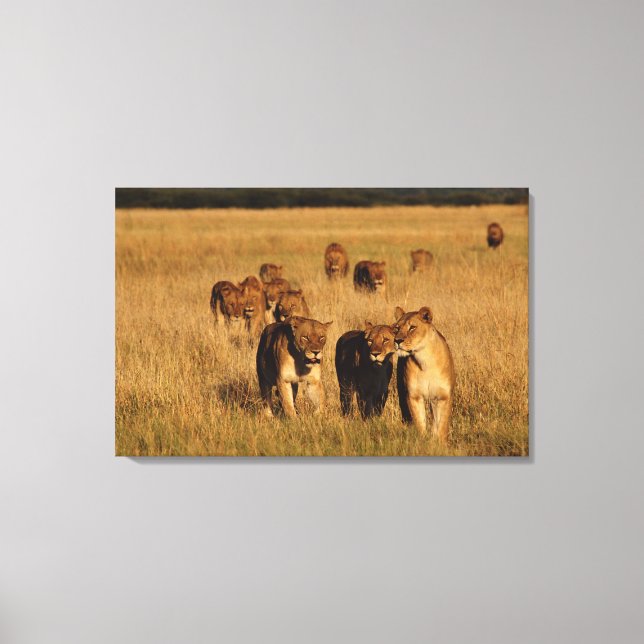 Moremi Wildlife Reserve, Botswana Canvas Print (Front)